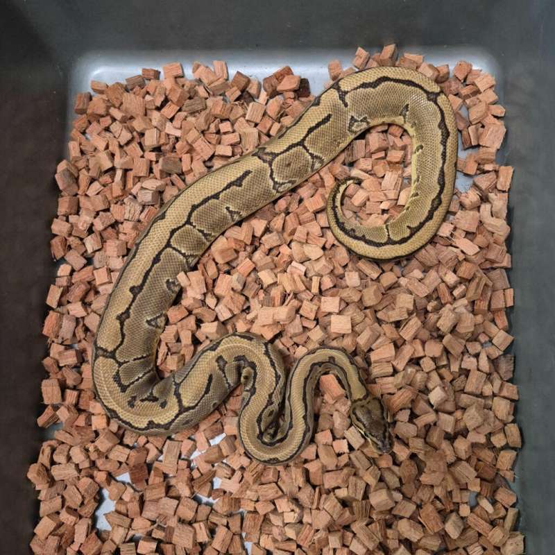 Fem Adult Pinstripe Specter het Lavender pos het Clown