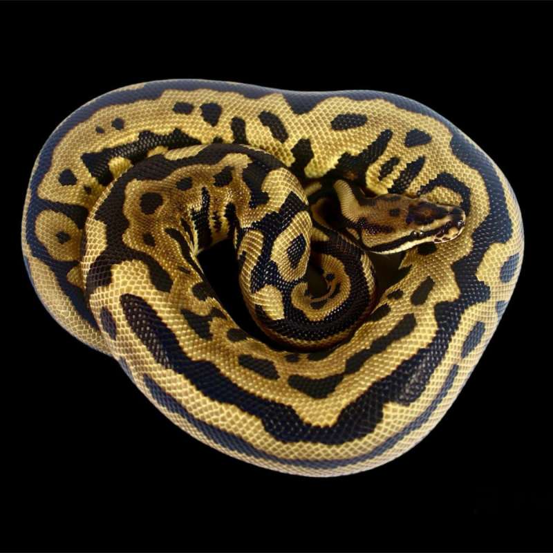 Leopard Spotnone Het Clown Adult