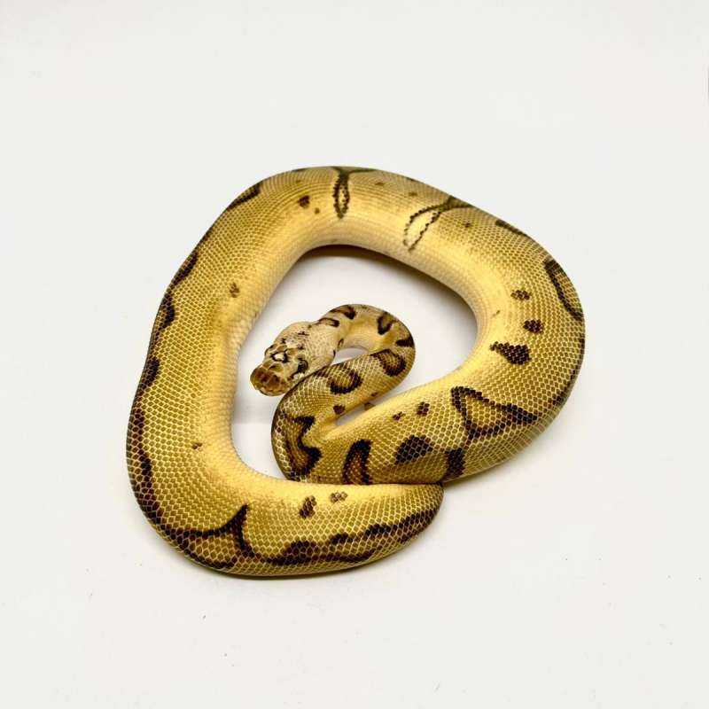 Enchi Pastel Clown Het Lavender