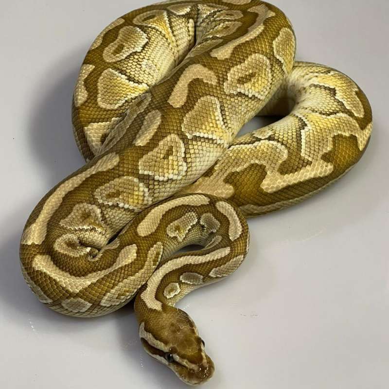 Spotnose Lesser Het Clown