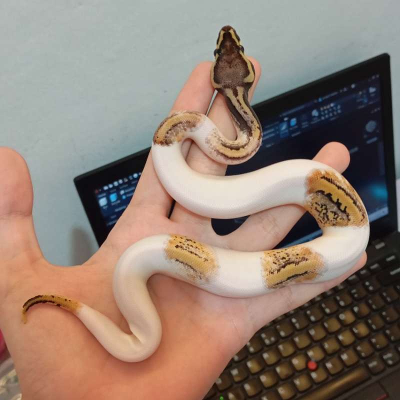 PASTEL PIED HET LAVENDER CLOWN