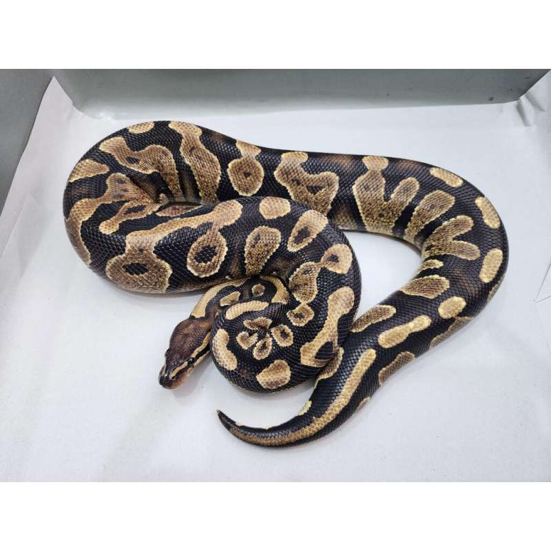 F Yellow Belly het Hypo 1011gr