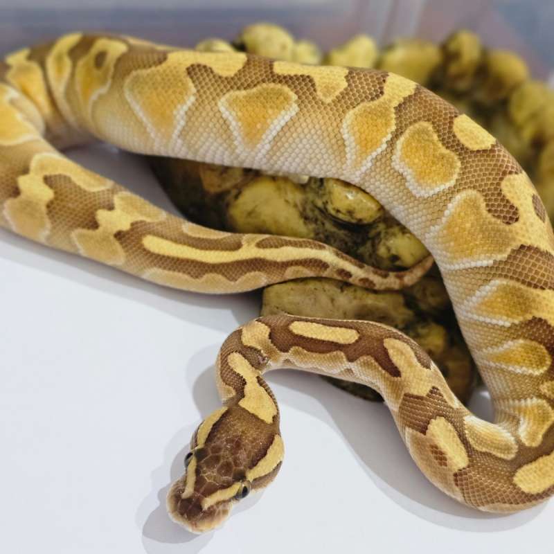 Lesser het Fire Clown