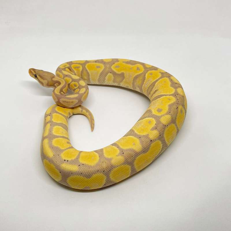 Banana Het Pied