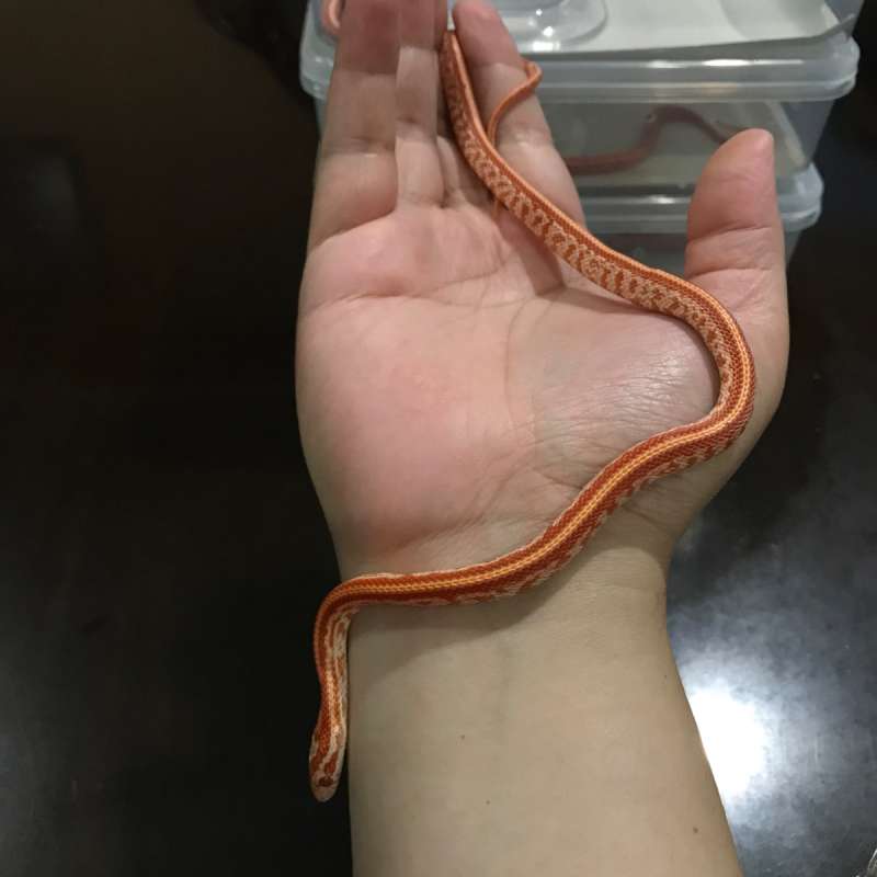 Cornsnake Amel Tessera het Diffused