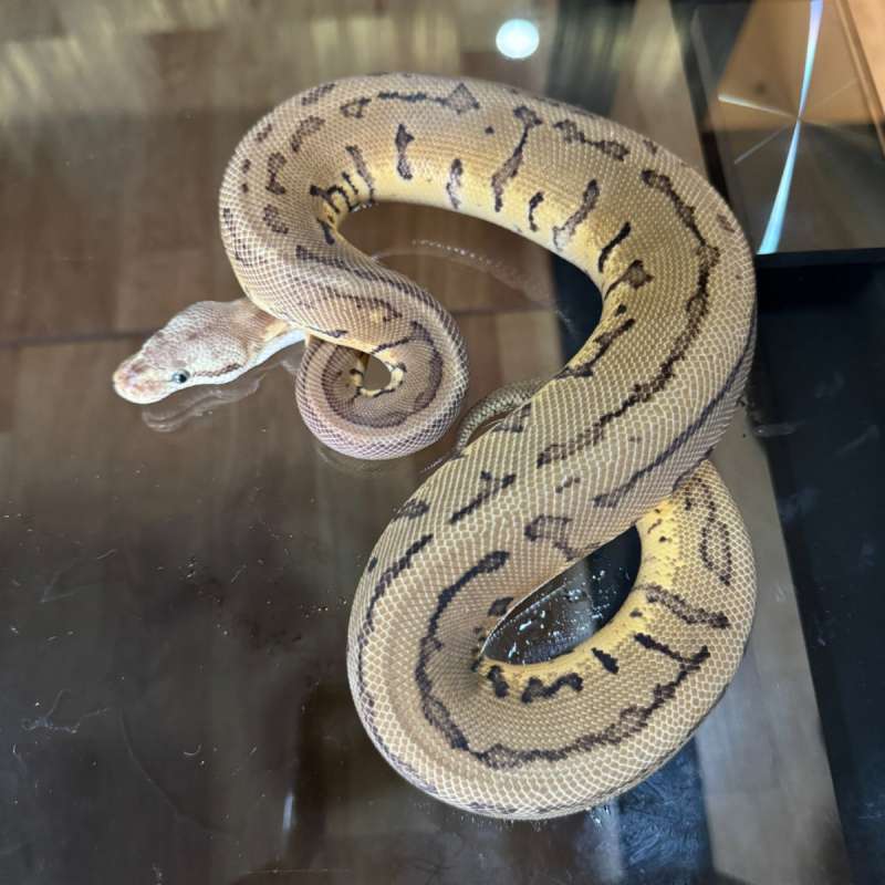 Leopard lemonblast het desert ghost female