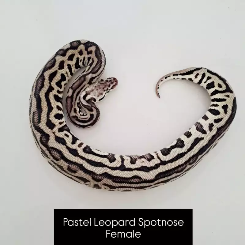 Ballpython pastel leo spotnose het clown♀️