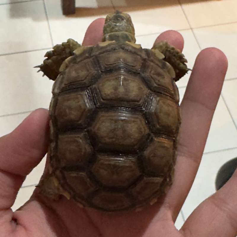 Sulcata Melanistic 7 cm Unik Gelap Kura Darat Lokasi BSD