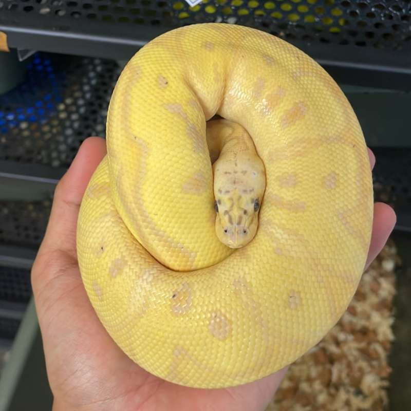 Banana Pastel Clown het Lavender100%