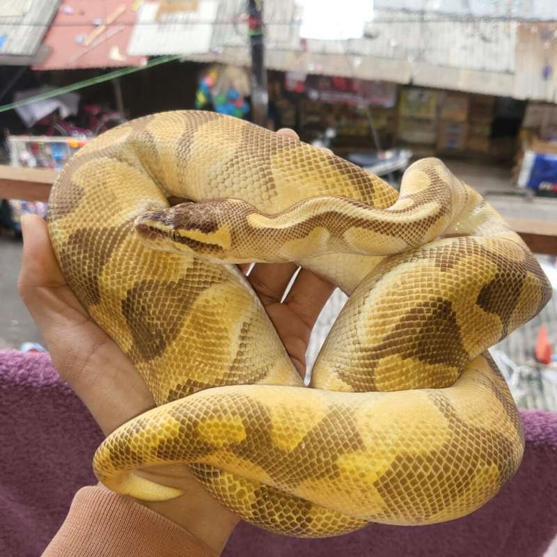 Ballphyton Lesser Enchi Pastel ( Male )