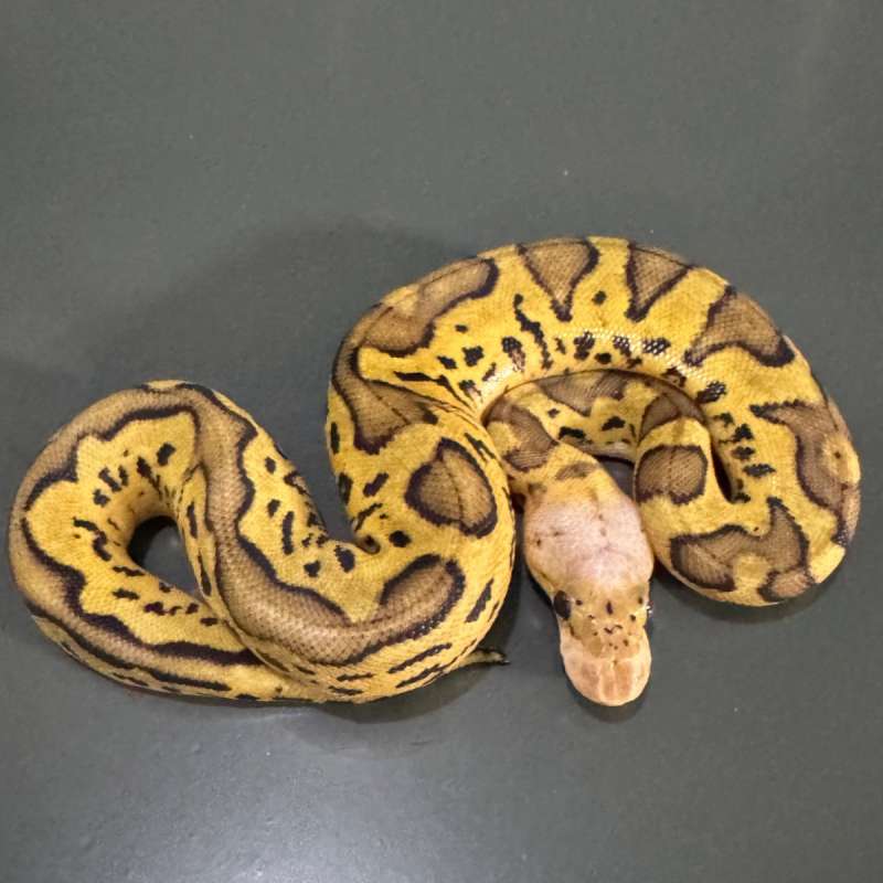 Pastel clown female