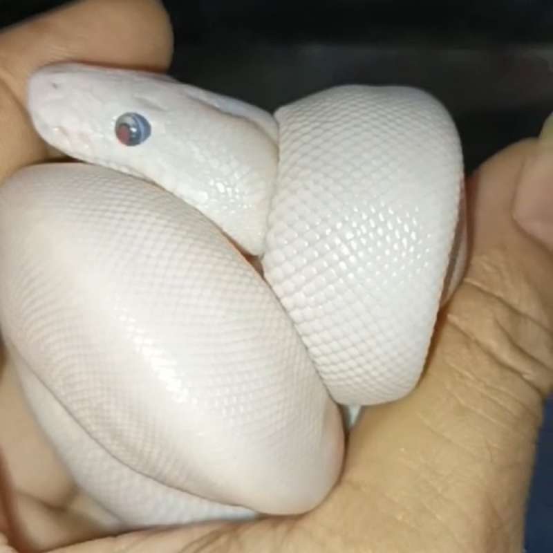 Ballpython Leucistic blue eyes