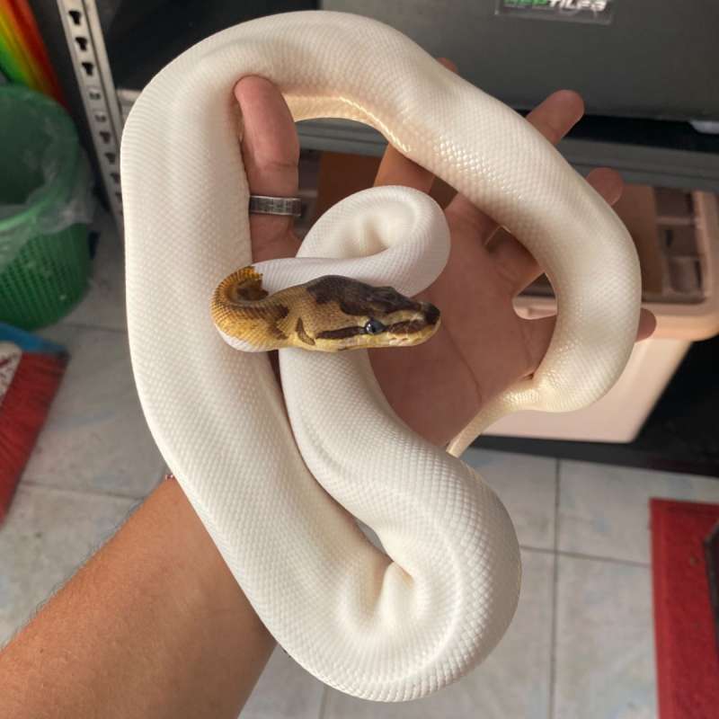 Ballpython Pied Enchi Spider