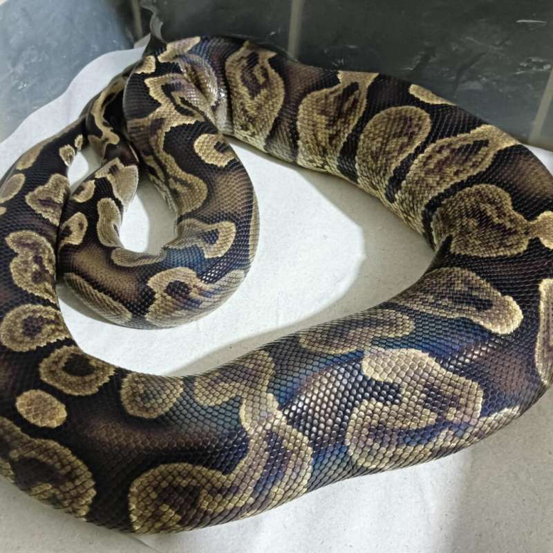 GHI enchi (proven)