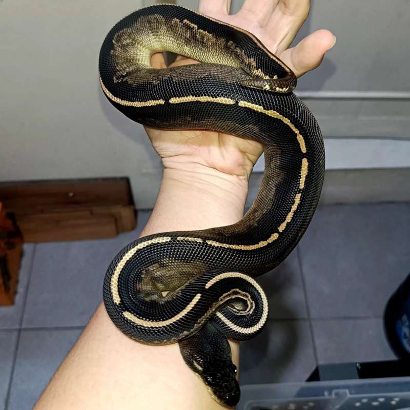 F. Black head Black pastel Phantom