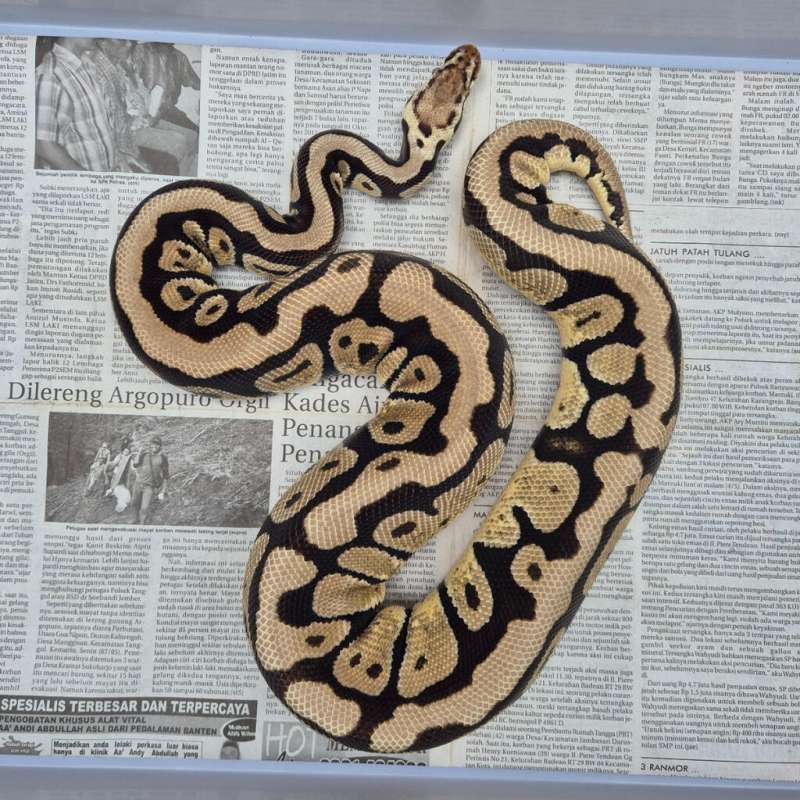 F. PASTEL SPOTNOSET HET CLOWN