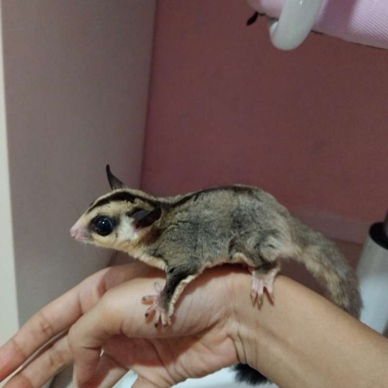 Sugar Glider Whiteface