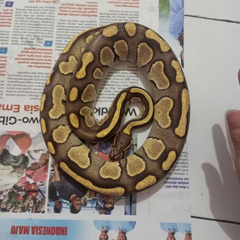 BP dewasa butter pastel male