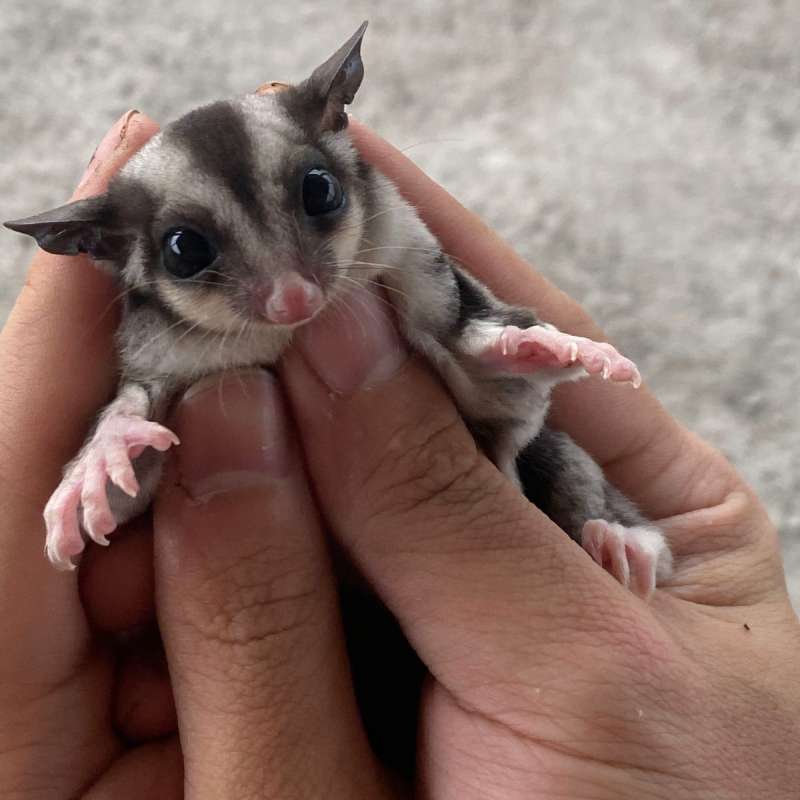 Sugar Glider - Classic Grey