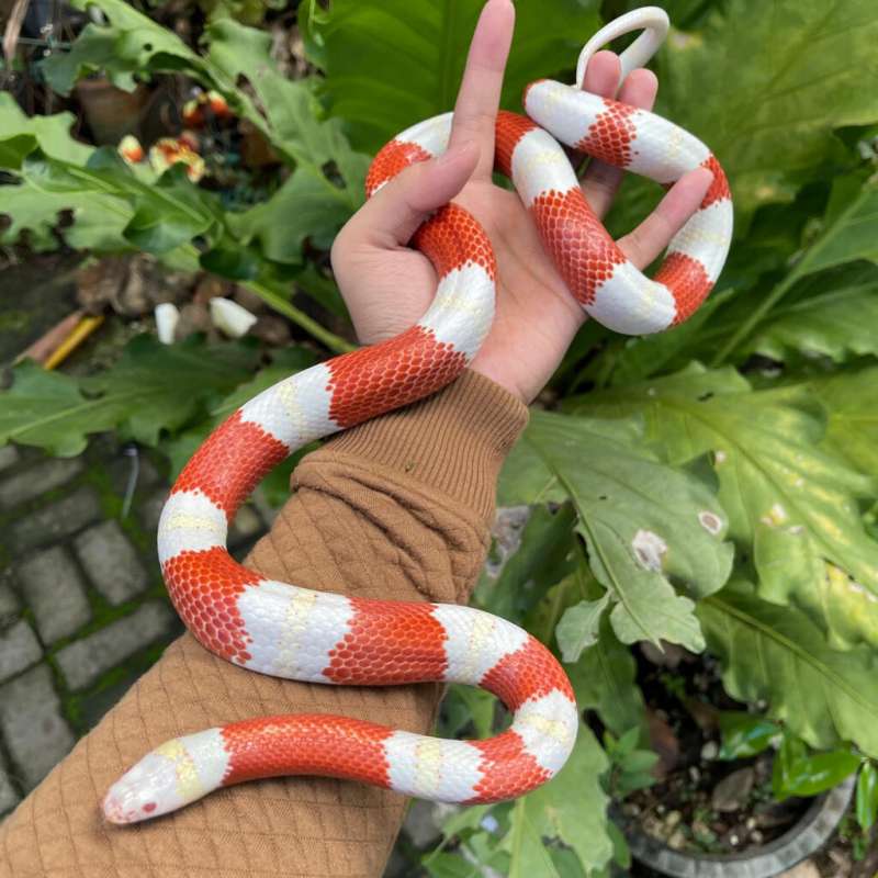 Milksnake Albino Nelsoni