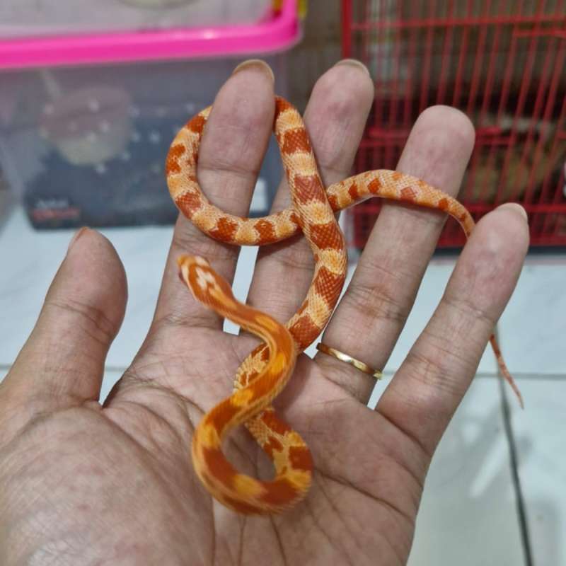 Creamsicle cornsnake