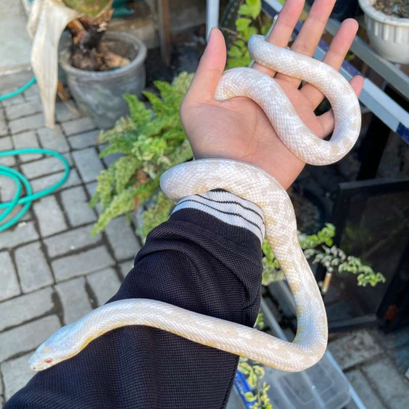 Cornsnake Snow Female Proven