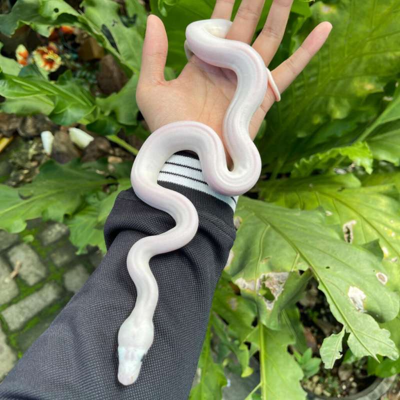 Retic lucy