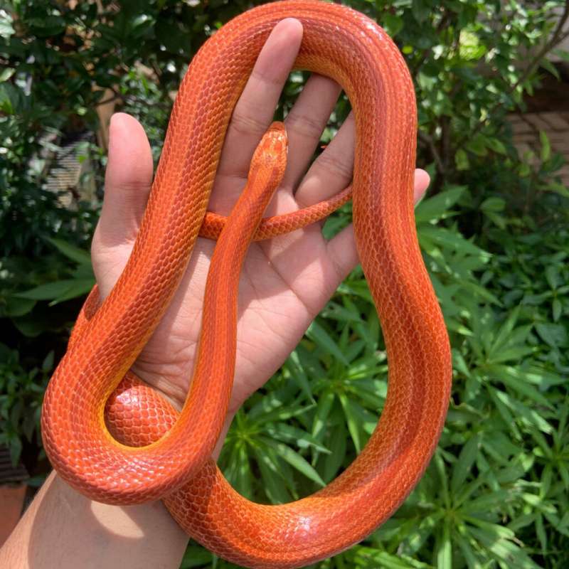 Cornsnake Amel Stripe