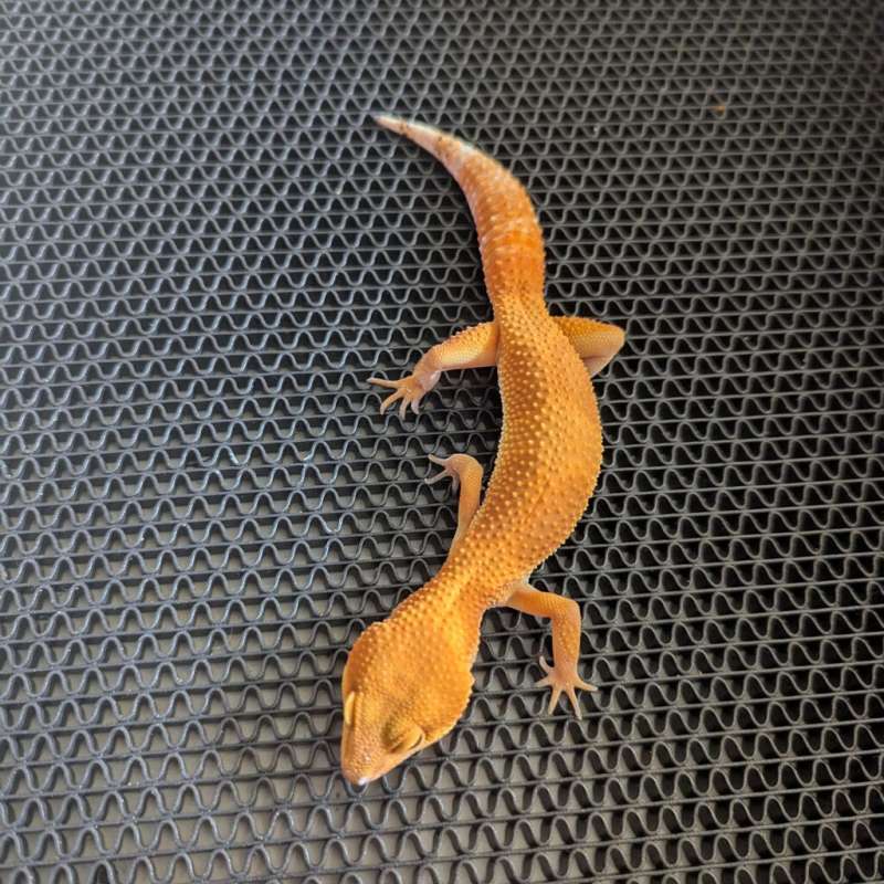 Super Hypo Tengerine Carrot Tail Baldy Het TA