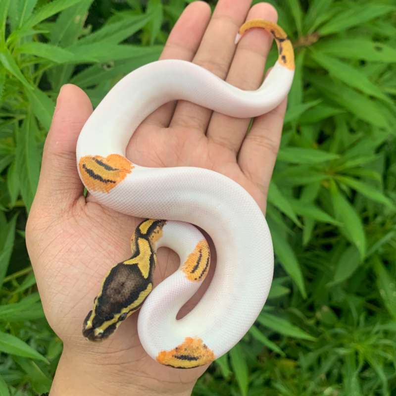 Pastel yb/gravel pied pos geneX