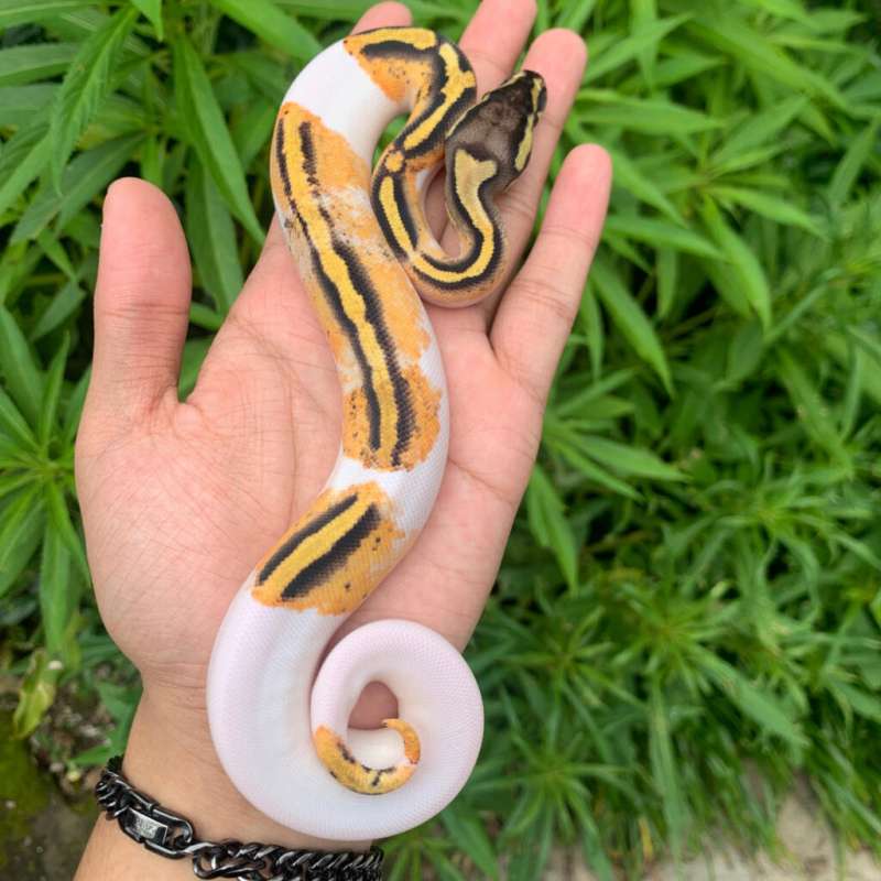 F pastel yb/gravel pied pos geneX