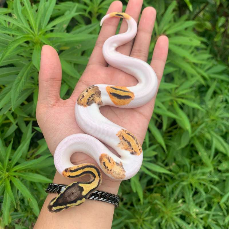 Ballpython pastel yb/gravel pied pos geneX