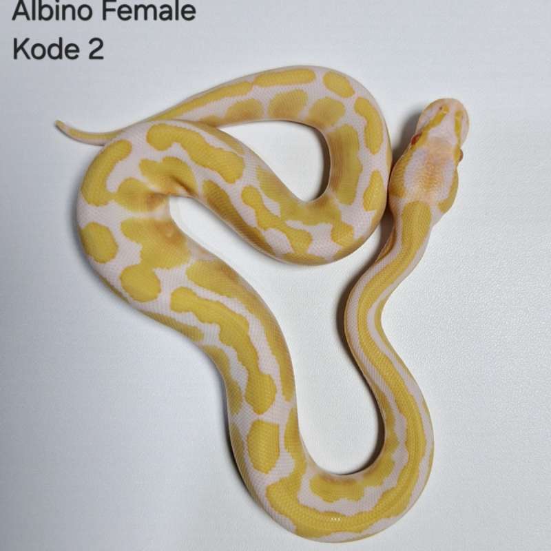 Albino Ball Python Female