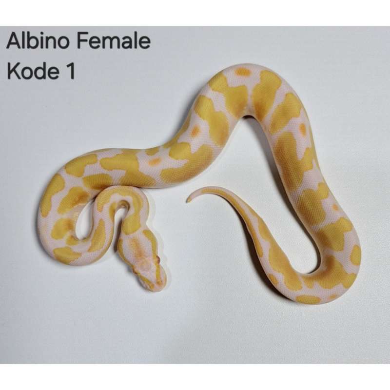 Albino Ball Python Female