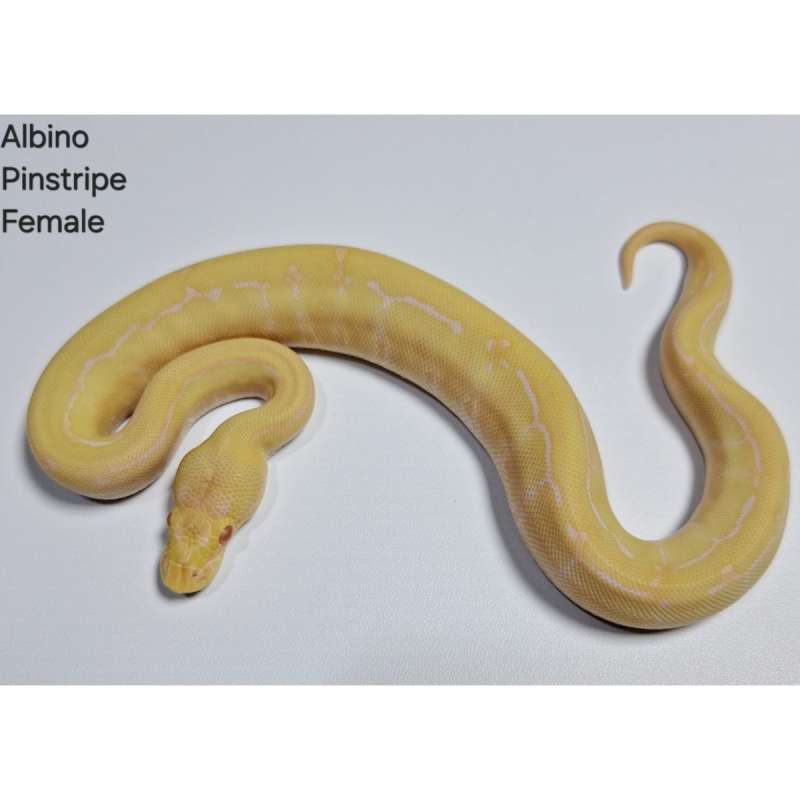 Albino Pinstripe Ball Python Female