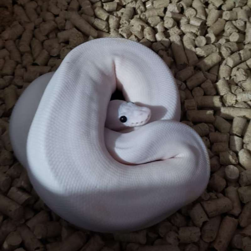 Super fire poss vanilla/mojave