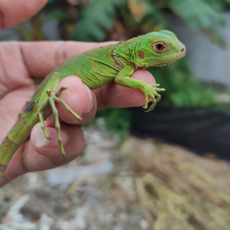 Iguana red baby