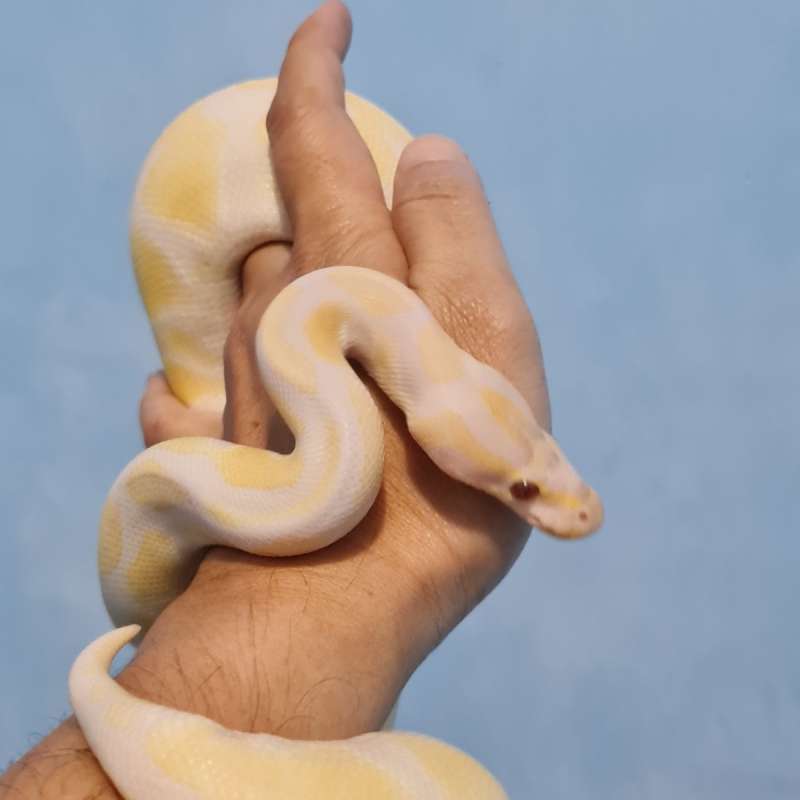 Lavender Albino