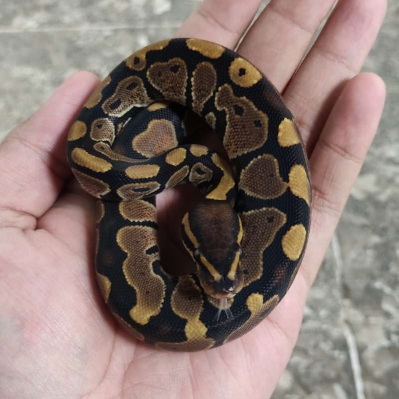 Ball Python Normal poss YB Male