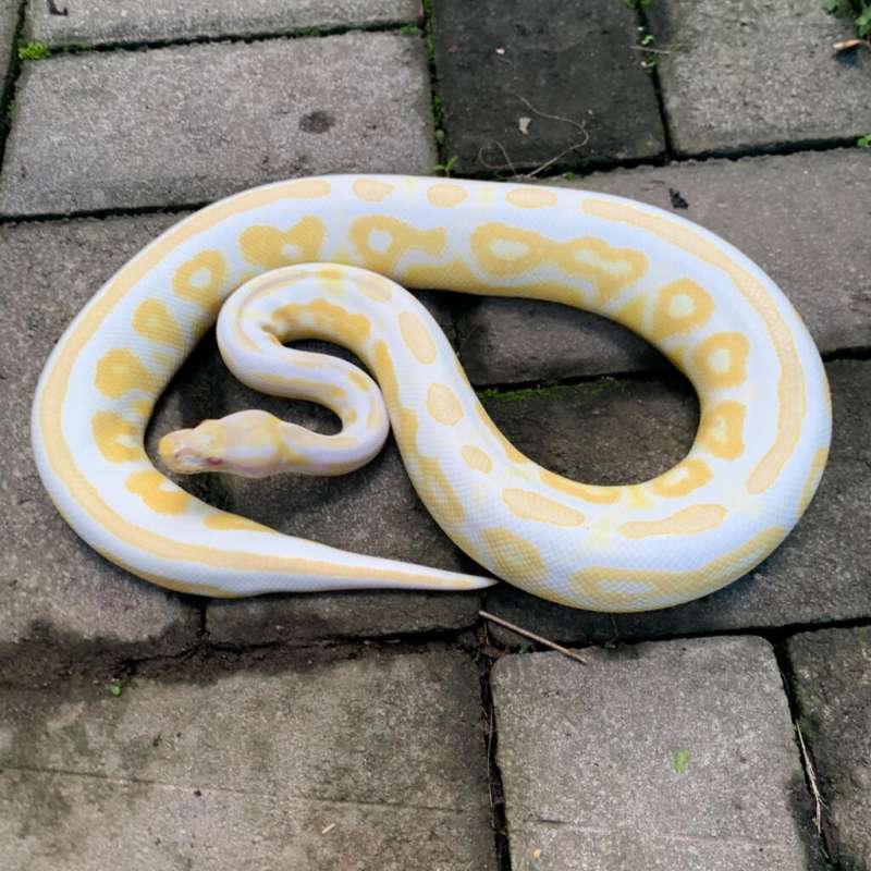 F Albino Cinnamon Het clown 66%