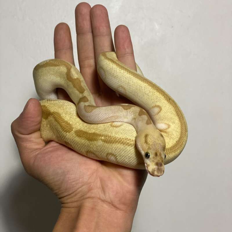 0.1 clown, super enchi, lesser, spotnose