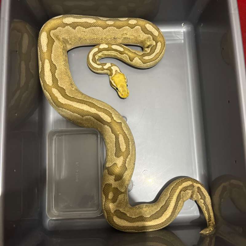 0.1 Bamboo Pastel Het Hypo