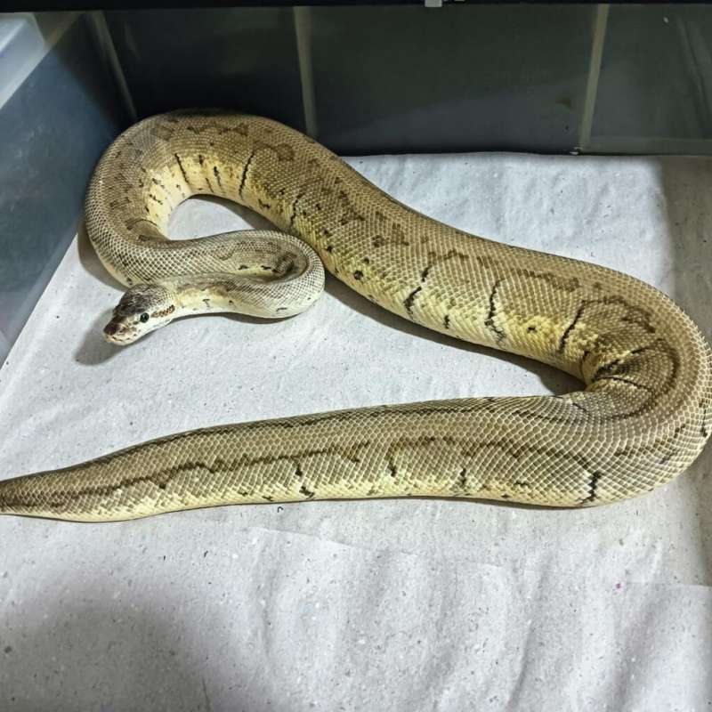 Pastel pinstripe specter het deserd ghost