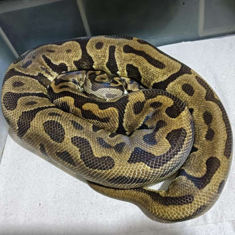 Leopard spotnose enchi