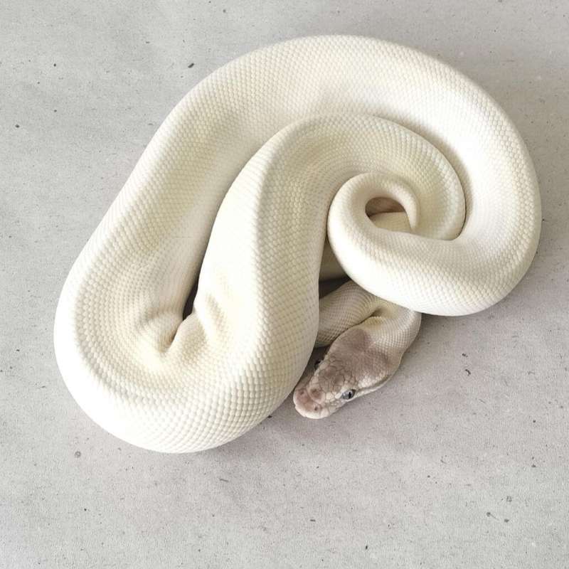 F BEL/Lucy Super Mojave poss GHI/Super GHI