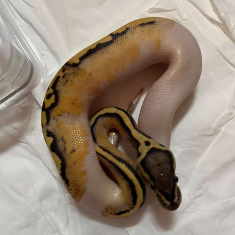 0.1 Ballphyton Pastel Yellowbelly Pied Het Clown 100%