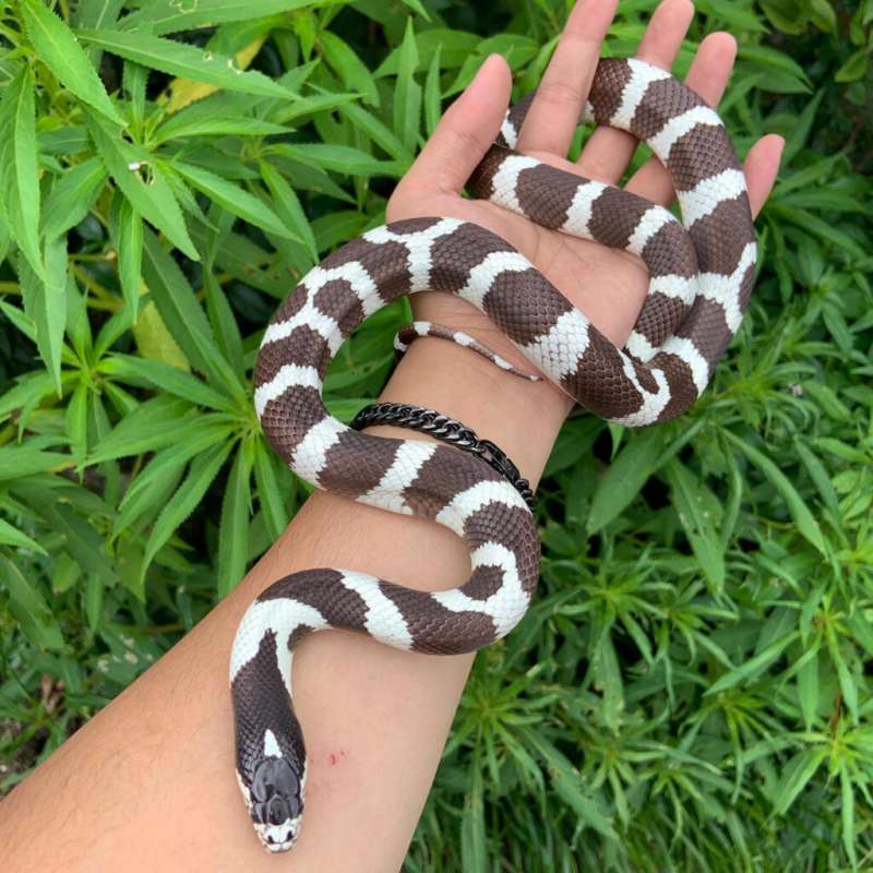 Kingsnake California