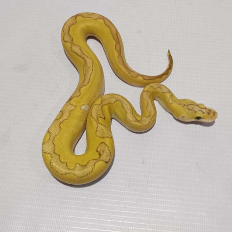 M Clown Enchi Lesser Pastel