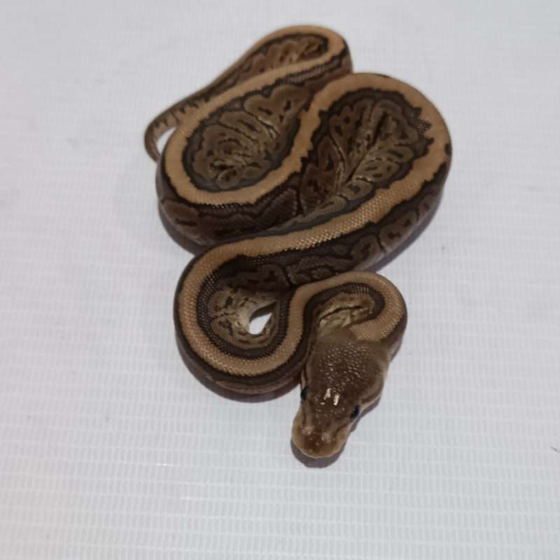 M Black Pastel Pinstripe 100%het Clown