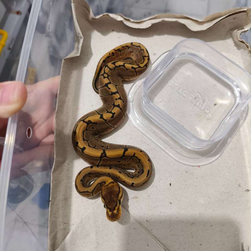 M Pinstripe het Albino 1